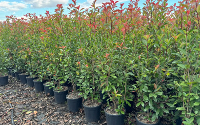photinia photinia photinia photinia siepe